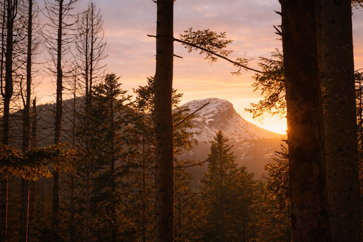 L'ora della della Foresta - Escursione e Cena in rifugio